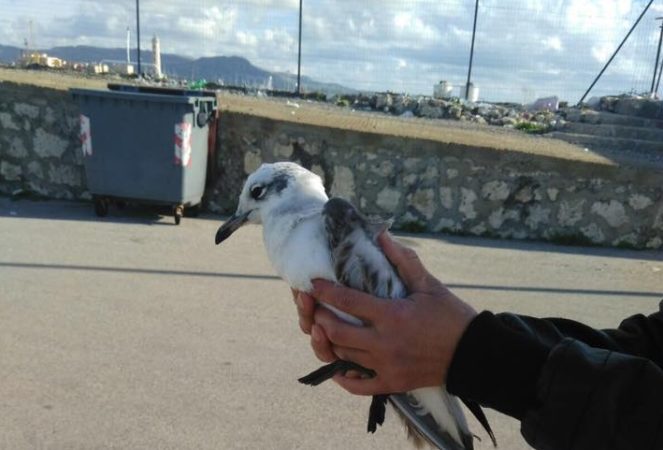 Il piccolo di gabbiano ferito