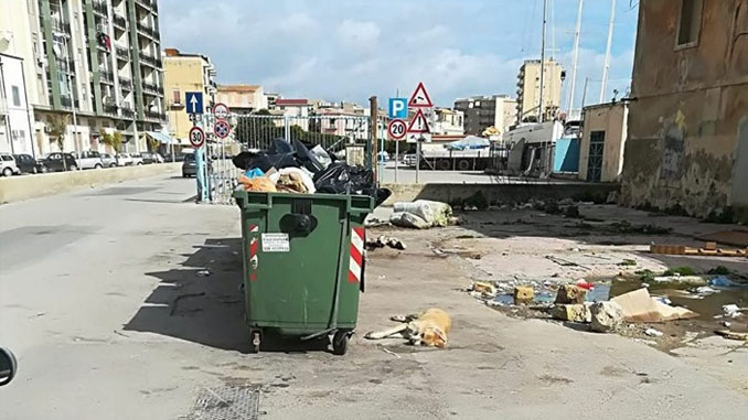 Randagio ucciso alla Marina