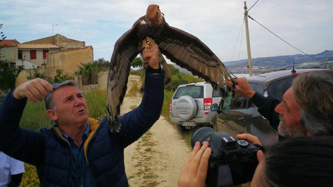 La liberazione del falco Pecchiaiolo