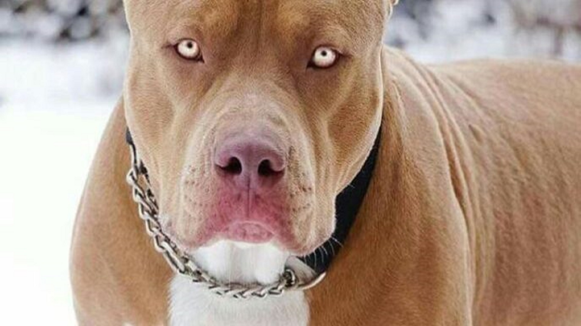 Un pitbull