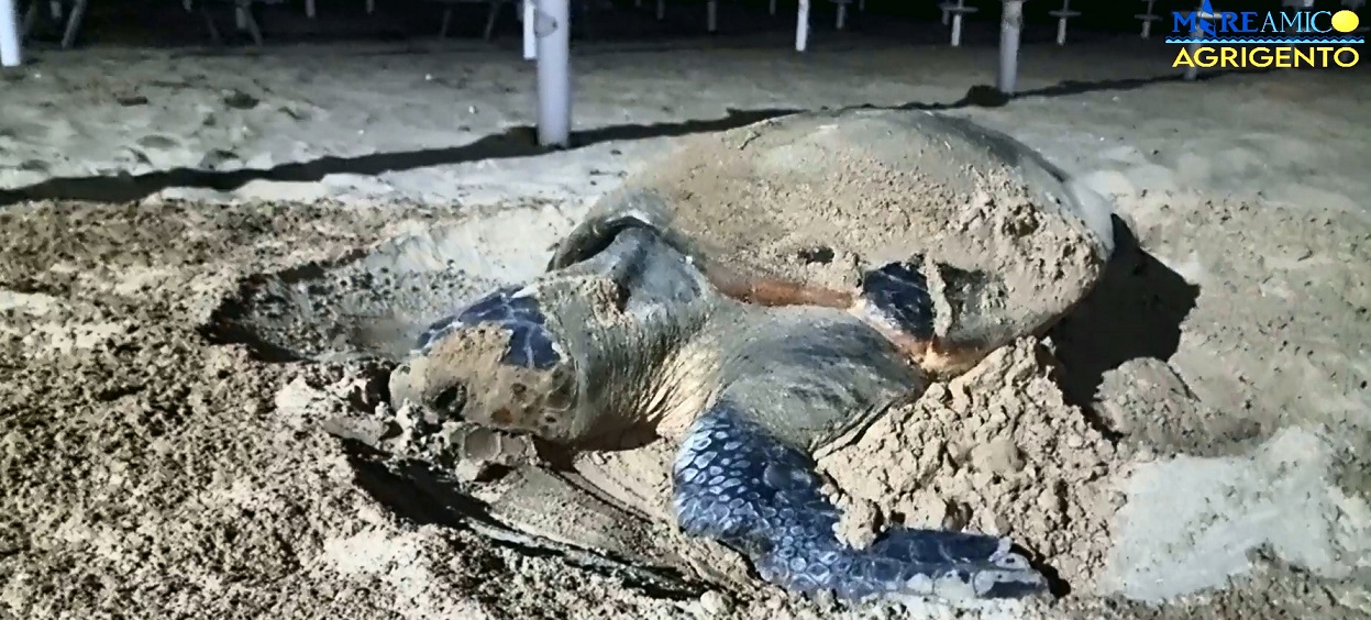 Caretta Caretta